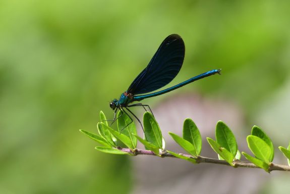 Foto Blauflügelige Prachtlibelle