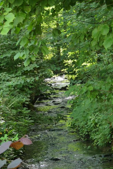 Foto Alte Dombach